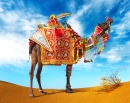 Colorful Camel