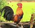 Beautiful Rooster