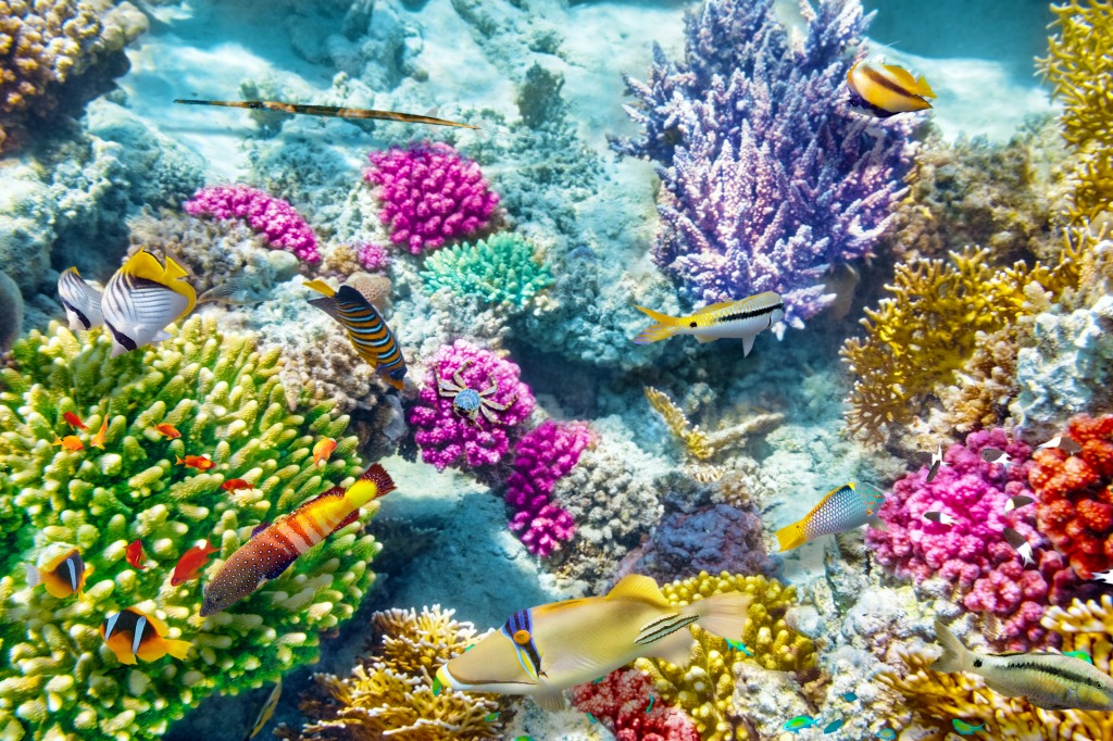 Coraux et poissons tropicaux jigsaw puzzle in Sous les mers puzzles on TheJigsawPuzzles.com