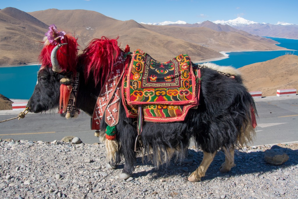 Yak in Lhasa, Tibet jigsaw puzzle in Tiere puzzles on TheJigsawPuzzles.com