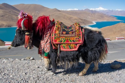 Yak in Lhasa, Tibet jigsaw puzzle in Animals puzzles on ...