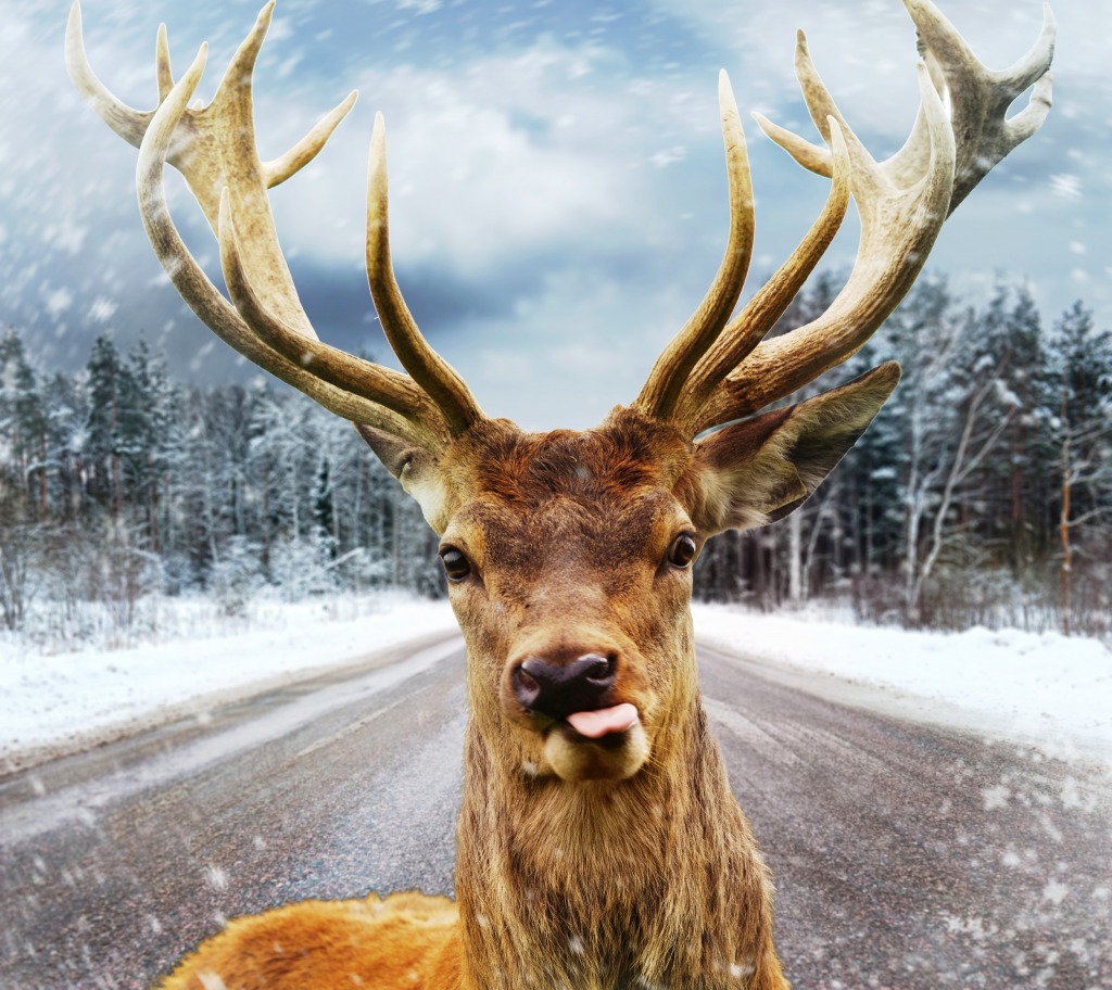 Deer on a Winter Country Road jigsaw puzzle in Animals puzzles on TheJigsawPuzzles.com