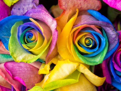 Rainbow Rose jigsaw puzzle in Macro puzzles on TheJigsawPuzzles.com ...