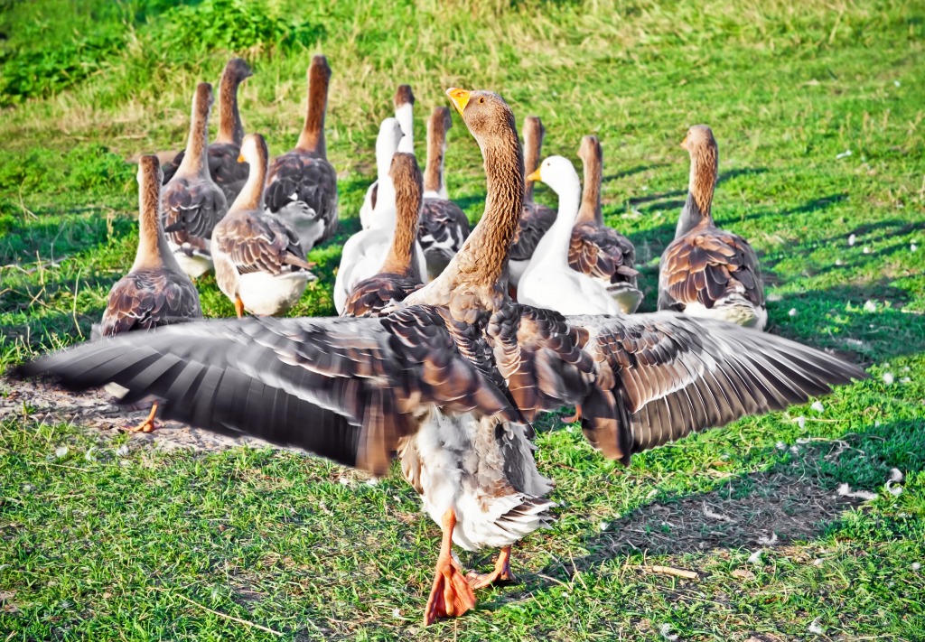 Goose Protecting Its Flock jigsaw puzzle in Animals puzzles on TheJigsawPuzzles.com