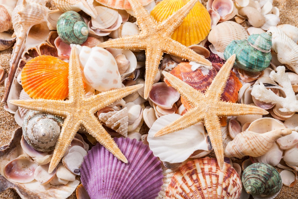 Seashells and Starfish jigsaw puzzle in Under the Sea puzzles on TheJigsawPuzzles.com