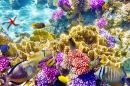 Wonderful Underwater World