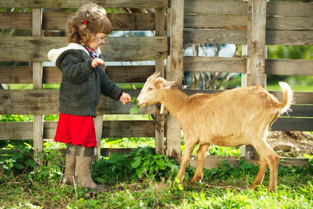Kleines Mädchen Füttert eine Ziege jigsaw puzzle in Tiere puzzles on TheJigsawPuzzles.com