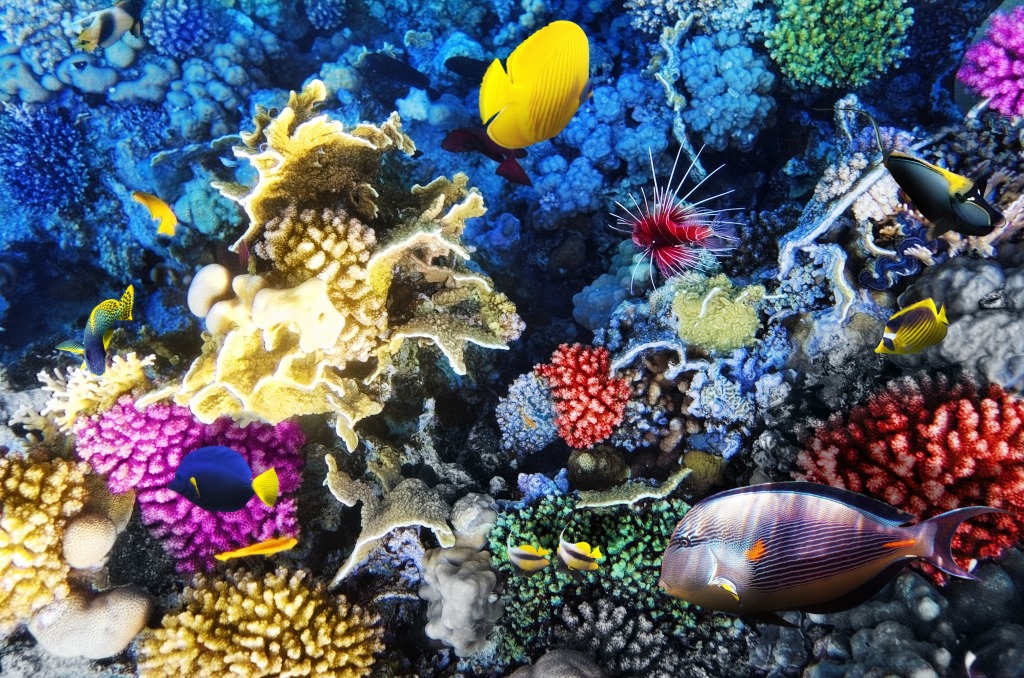 Кораллы и рыбы в Красном море jigsaw puzzle in Подводный мир puzzles on TheJigsawPuzzles.com