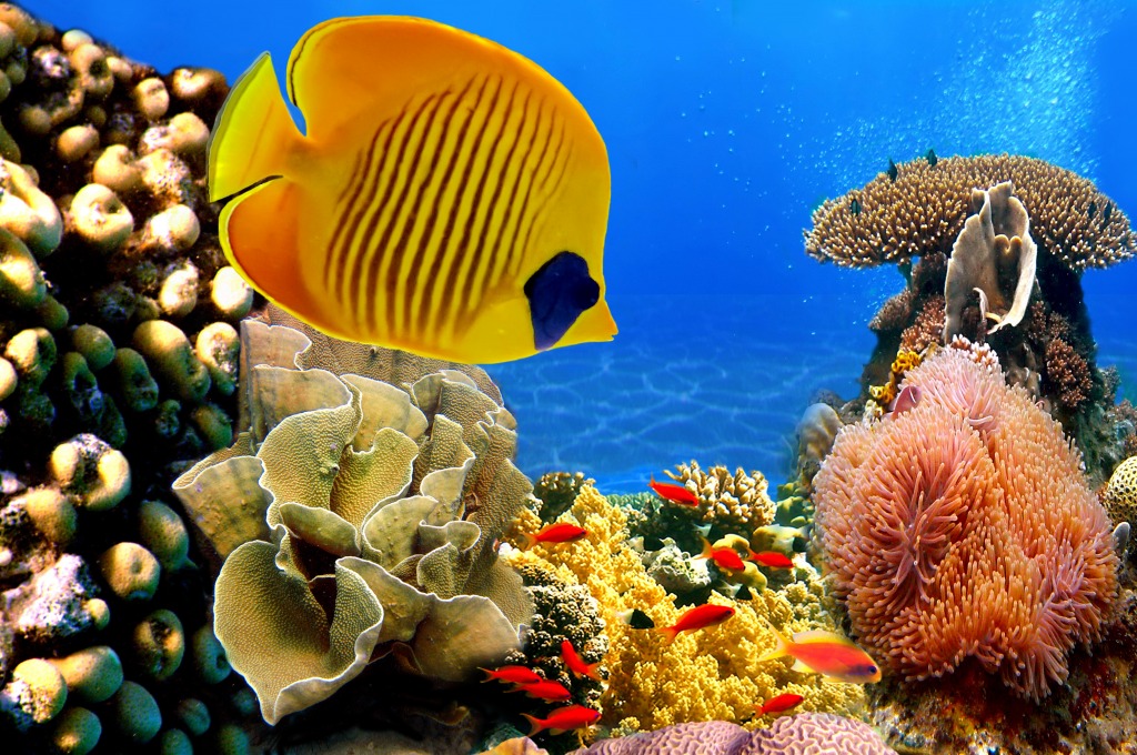 Masked Butterfly Fish jigsaw puzzle in Under the Sea puzzles on TheJigsawPuzzles.com