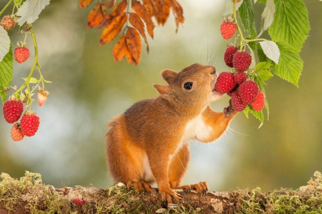 Red Squirrel jigsaw puzzle in Animals puzzles on TheJigsawPuzzles.com