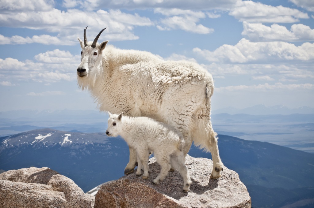 Mountain Goats jigsaw puzzle in Animals puzzles on TheJigsawPuzzles.com