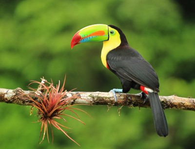 Keel-Billed Toucan Bird jigsaw puzzle in Macro puzzles on ...