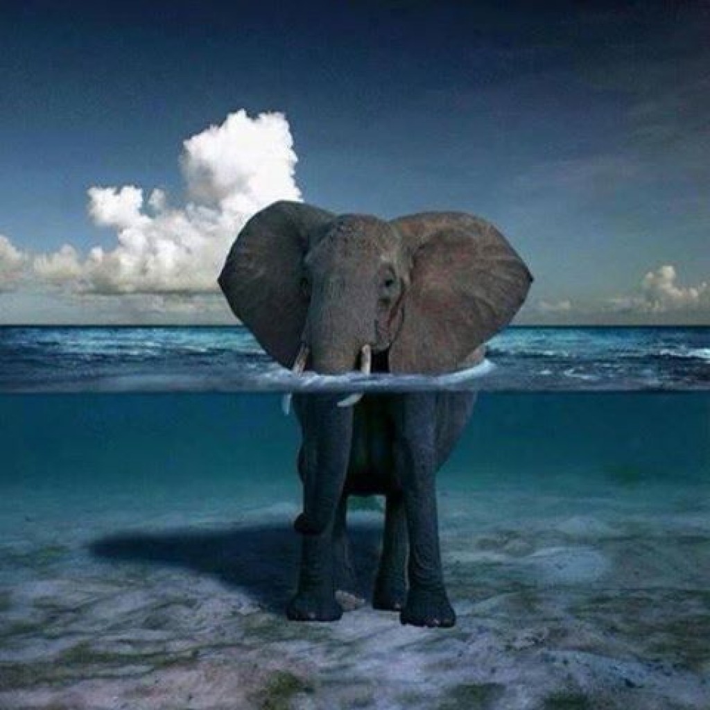 elephant in water jigsaw puzzle in Patricia Haller puzzles on TheJigsawPuzzles.com