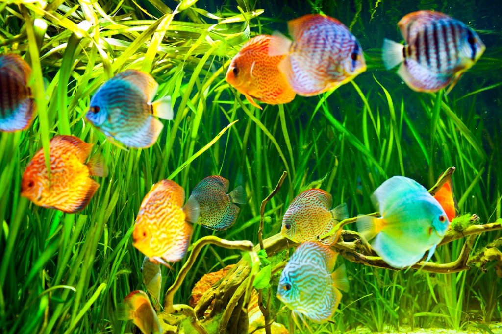 Symphysodon Discus jigsaw puzzle in Under the Sea puzzles on TheJigsawPuzzles.com
