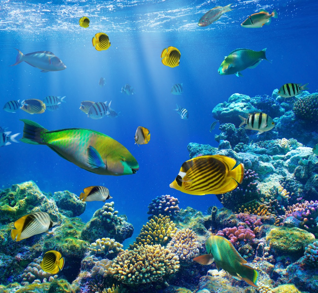 Tropical Fish On A Coral Reef jigsaw puzzle in Under the Sea puzzles on TheJigsawPuzzles.com