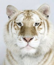 awesome tiger