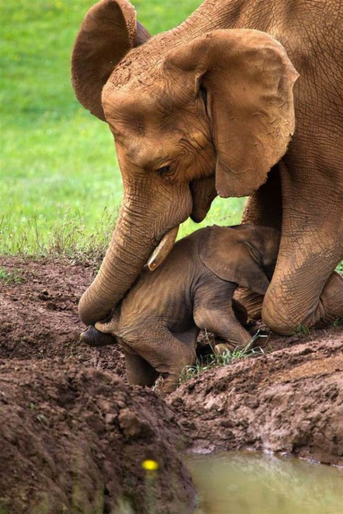 baby elephant getting help from Mom jigsaw puzzle in Patricia Haller puzzles on TheJigsawPuzzles.com