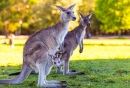 Kangaroo Mother and Baby
