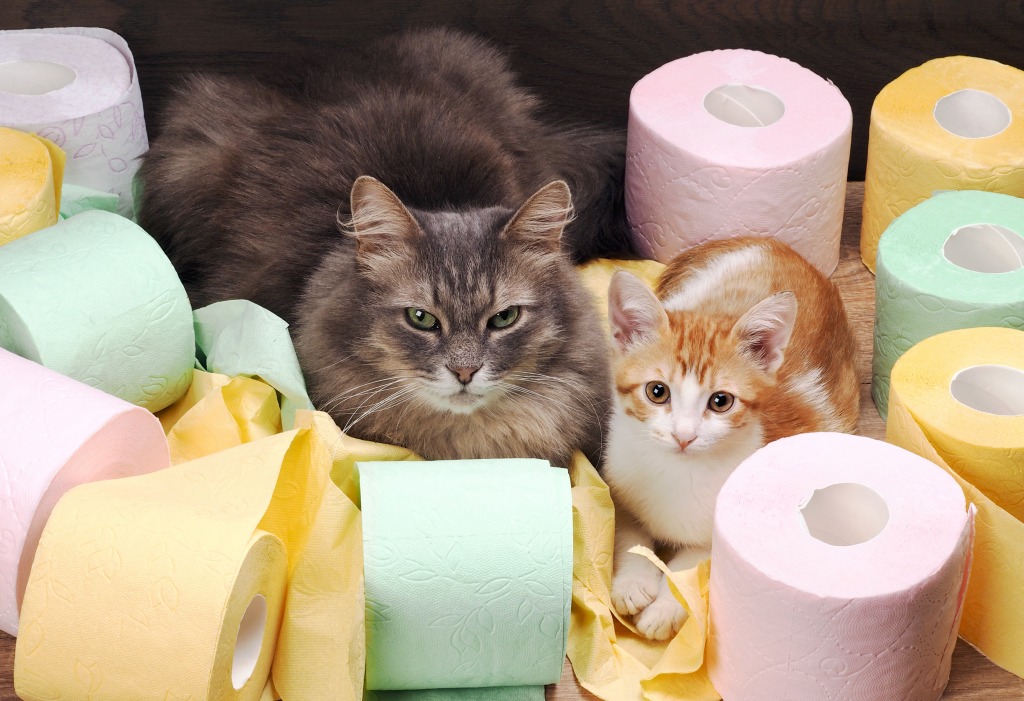 Playing with Toilet Paper jigsaw puzzle in Animals puzzles on TheJigsawPuzzles.com