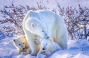 Polar Bear With Cubs