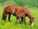 A Horse with a Foal