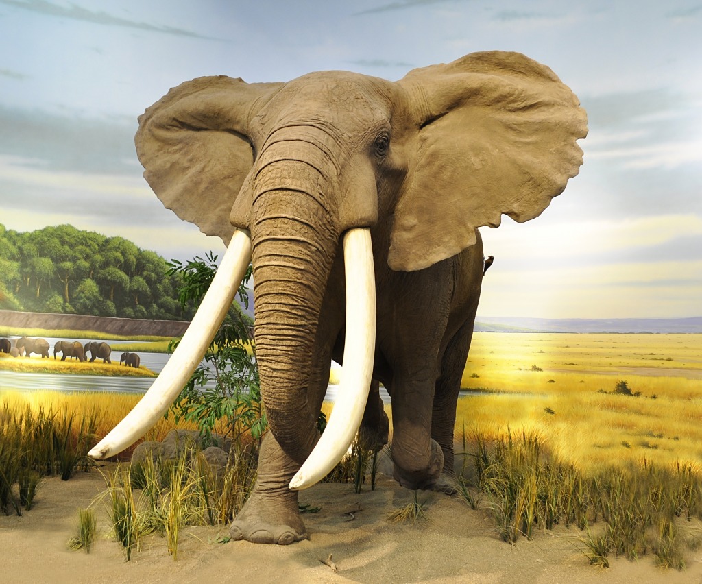 Afrikanischer Elefant jigsaw puzzle in Tiere puzzles on TheJigsawPuzzles.com