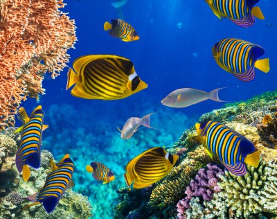 Coral Reef in the Red Sea jigsaw puzzle in Under the Sea puzzles on ...