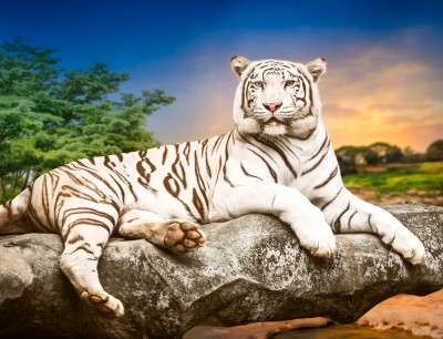 White Bengal Tiger jigsaw puzzle in Puzzle of the Day puzzles on ...