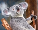 Koala in the Zoo