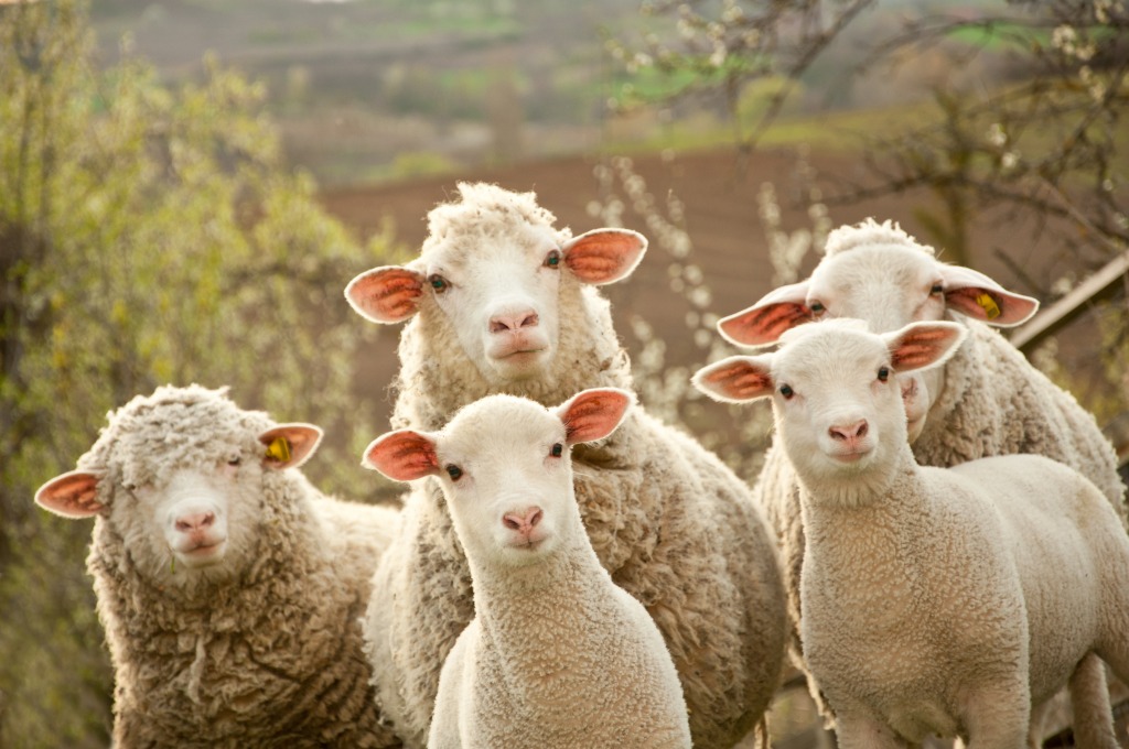 Sheep Posing for a Photo jigsaw puzzle in Animals puzzles on TheJigsawPuzzles.com