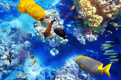 Corals and Tropical Fish jigsaw puzzle in Under the Sea puzzles on ...