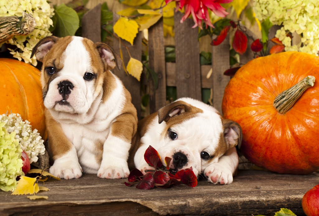 English Bulldog Puppies jigsaw puzzle in Puzzle of the Day puzzles on TheJigsawPuzzles.com