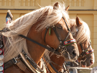 Horses at the Farm jigsaw puzzle in Animals puzzles on TheJigsawPuzzles.com