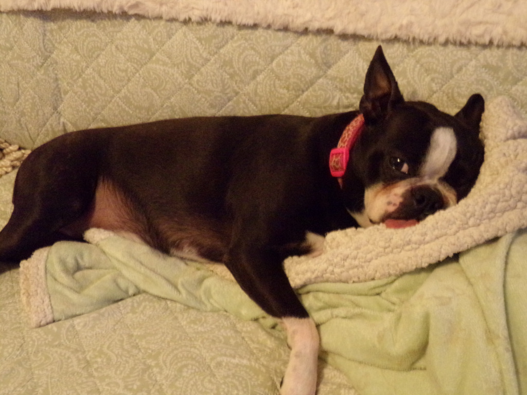 Mira jigsaw puzzle in Norma J Hufnagel puzzles on TheJigsawPuzzles.com