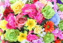 Bright Colorful Flowers