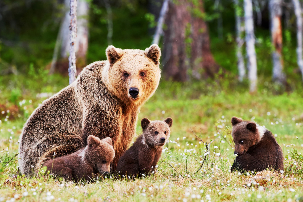 Mère Ours brune avec ses petits jigsaw puzzle in Animaux puzzles on TheJigsawPuzzles.com