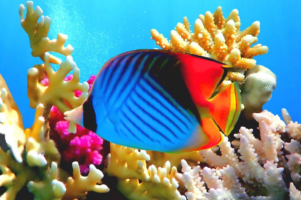 Threadfin Butterflyfish, Red Sea, Egypt jigsaw puzzle in Under the Sea puzzles on TheJigsawPuzzles.com