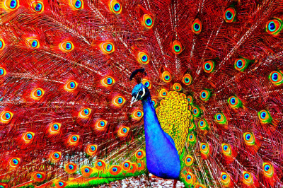 1000-teiliges Pfau-Puzzle – Bunt, Fertig 60,6x60,6 Cm – Mit Poster & Aufbewahrungsbox