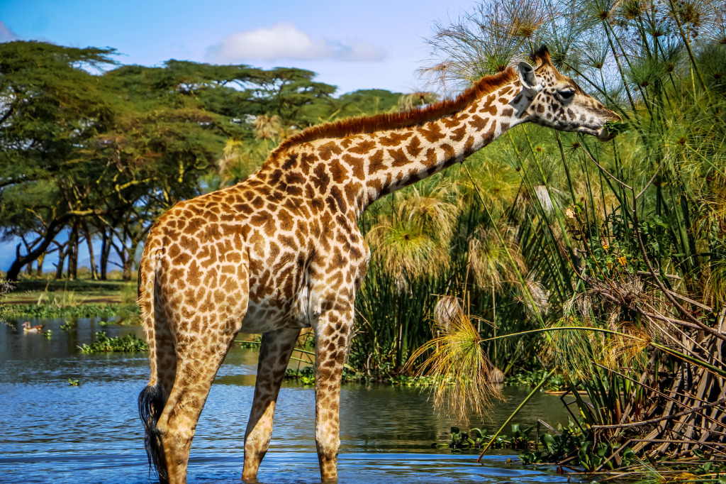 Wilde Giraffe in Kenia jigsaw puzzle in Tiere puzzles on TheJigsawPuzzles.com