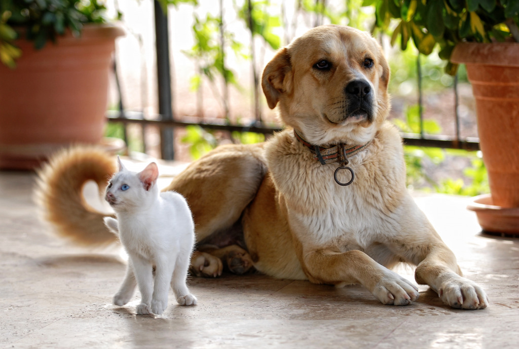 A Dog and a Cat jigsaw puzzle in Animals puzzles on TheJigsawPuzzles.com