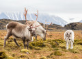Wild Reindeer Family, Spitsbergen Island