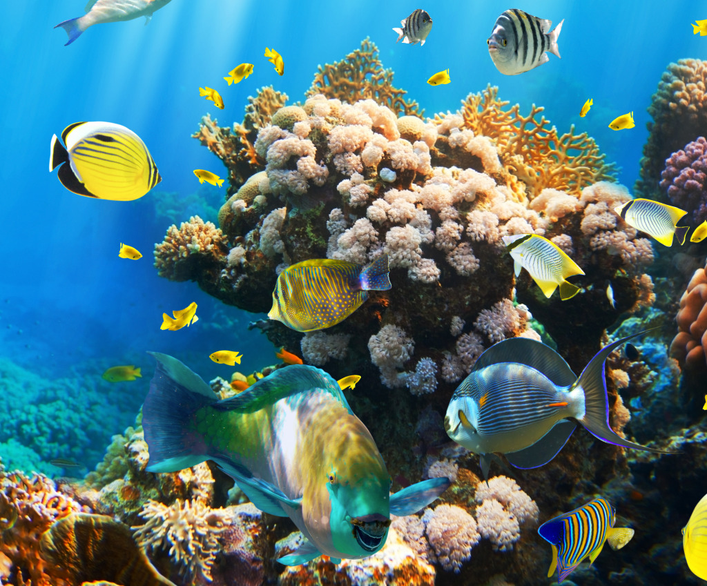 Tropische Fische auf einem Korallenriff jigsaw puzzle in Unter dem Meer puzzles on TheJigsawPuzzles.com