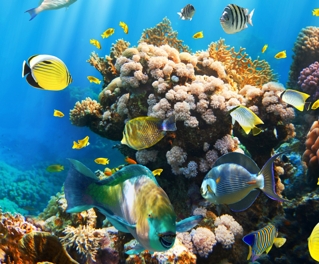 Tropical Fish on a Coral Reef jigsaw puzzle in Under the Sea puzzles on TheJigsawPuzzles.com