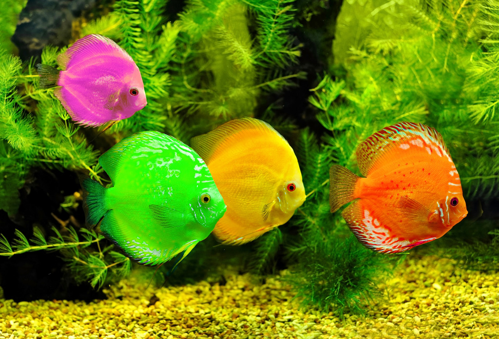 Farbige Fische jigsaw puzzle in Unter dem Meer puzzles on TheJigsawPuzzles.com
