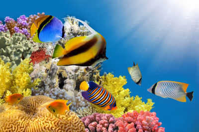 Coral Colony on a Reef Top, Red Sea jigsaw puzzle in Under the Sea ...