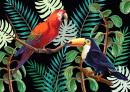 Tropical Birds