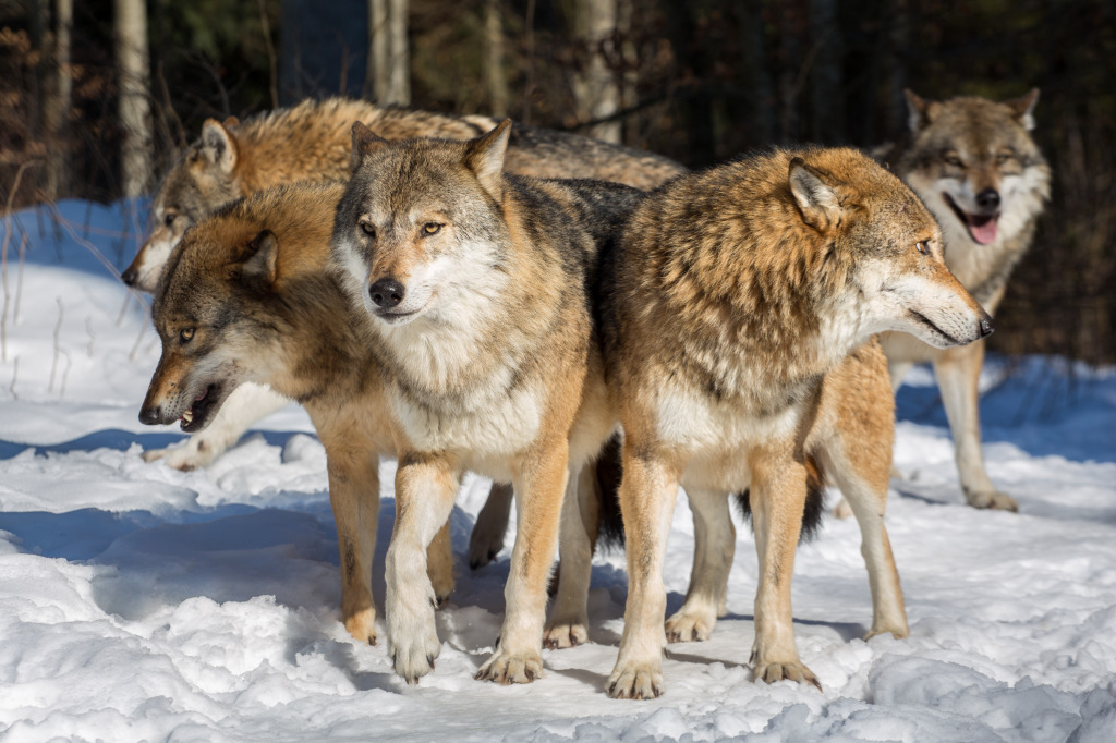 A Pack of Wolves jigsaw puzzle in Animals puzzles on TheJigsawPuzzles.com