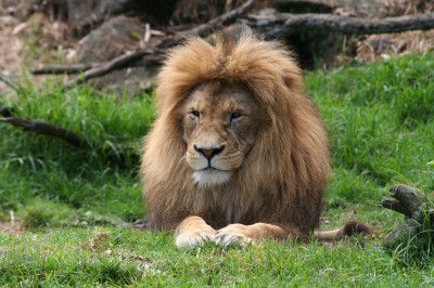 Mr Lion. Auckland Zoo, New Zealand jigsaw puzzle in Puzzle of the Day