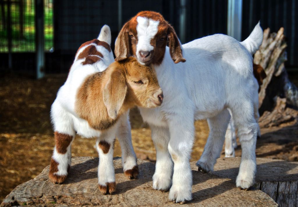 Baby Goats jigsaw puzzle in Animals puzzles on TheJigsawPuzzles.com