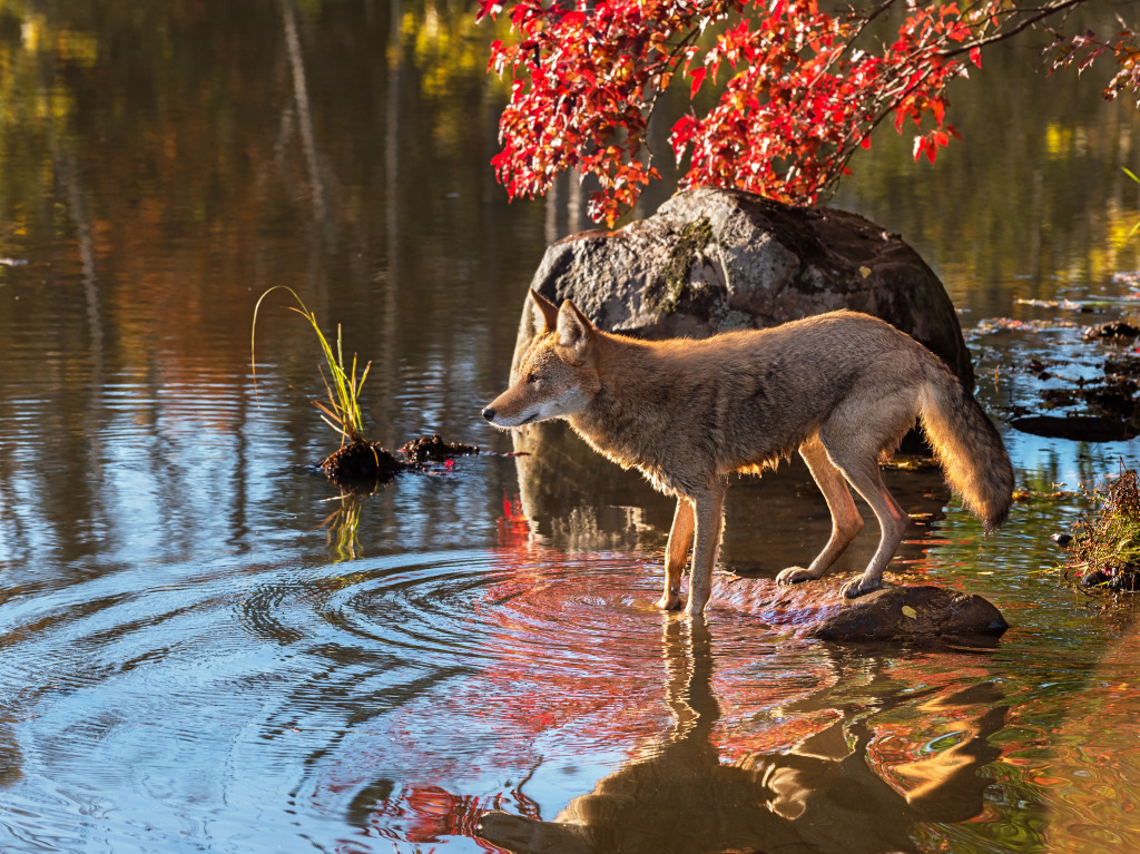 Coyote jigsaw puzzle in Animaux puzzles on TheJigsawPuzzles.com